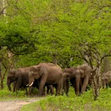 Tholpetty Wildlife Sanctuary Wayanad 